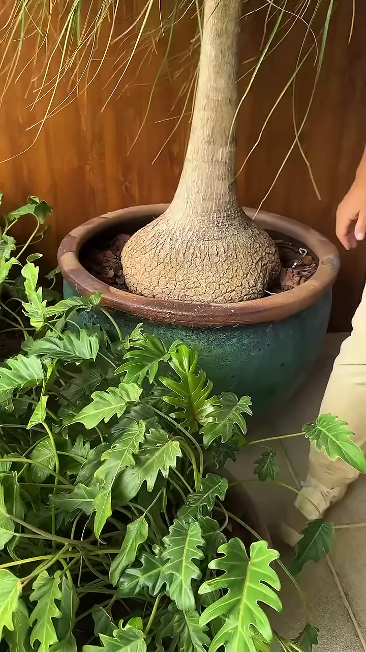 Pata-de-elefante adulta em vaso grande, ao lado de folhagens, em área externa